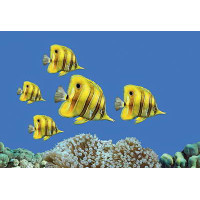 Керамическая плитка Atem Mono Color FISH 3 275x400
