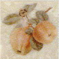Керамическая плитка Capri Ceramiche Liberty Inserto Reinette S/3 10x10 (два яблока)