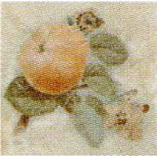 Capri Ceramiche Liberty Inserto Reinette S/3 10x10 (одно яблоко) натуральный