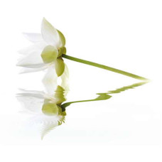 Керамическая плитка Cerrol City City White Lilies Панно 40x50 (2пл)
