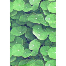 Infinity Ceramic Tiles Lotus Lotus Verde