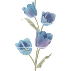 Keros Ceramica Varna Tulips Frios Панно (из 3-х плиток) 50х75